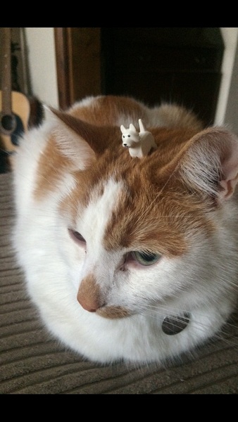 Balancing objects on cats.