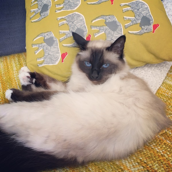 to secretly get rid of our kitten and tell the DC that it ran away?