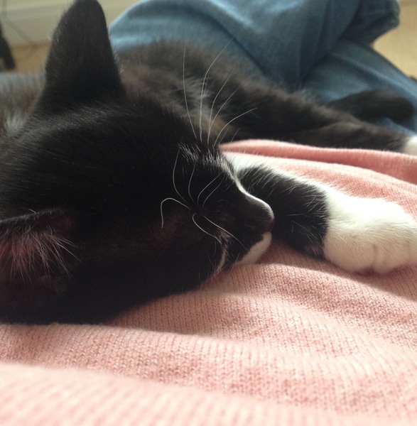 The Friendly Frugaleers, figuring out our finances with furry feline photos!