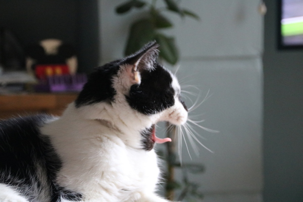 I really fucking love cats!!