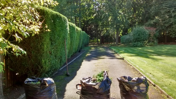 Neighbour issues - hedge problems!