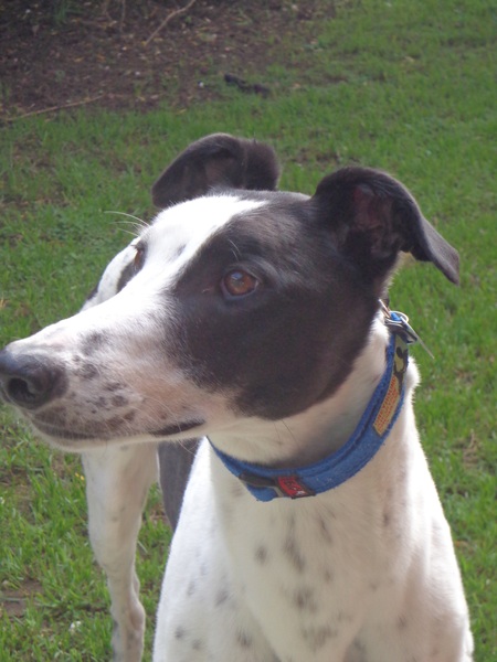 To be dog broody?