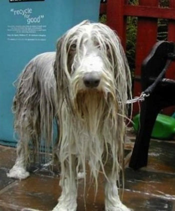 Zombie and Chemo - The Ongoing Saga