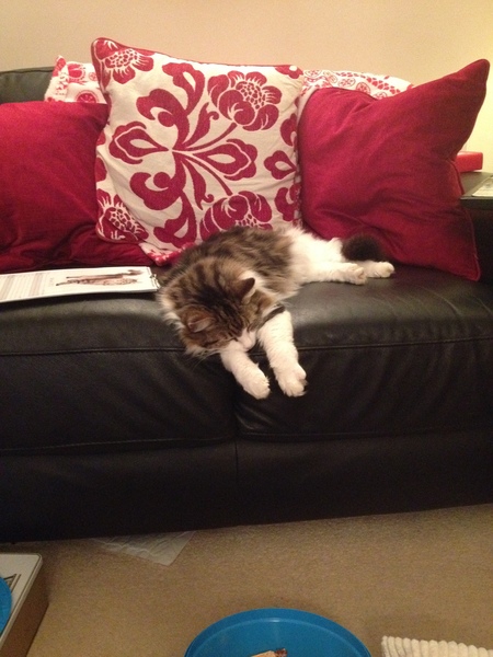 To ask you to share your slightly less than beautiful but much-loved pet pics