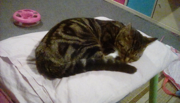 I love my cat so much it hurts. Is this normal?