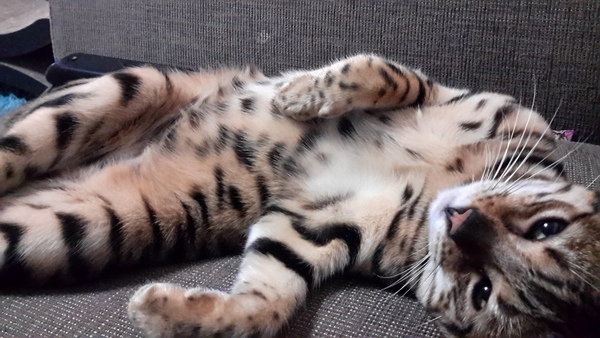 Cat photo thread!