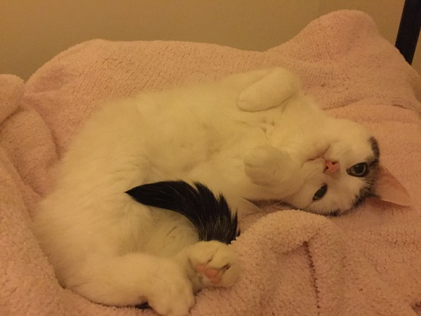 I really fucking love cats!!