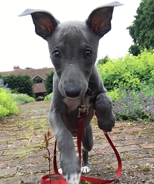 To be dog broody?