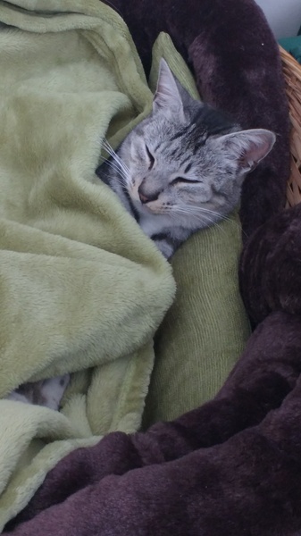 Puccini isn't well at all