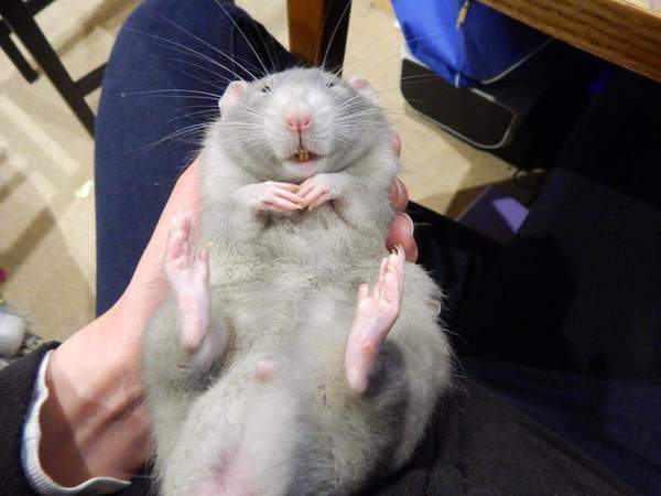 To ask you to share your slightly less than beautiful but much-loved pet pics