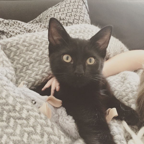 Adopting two kittens... not sure now