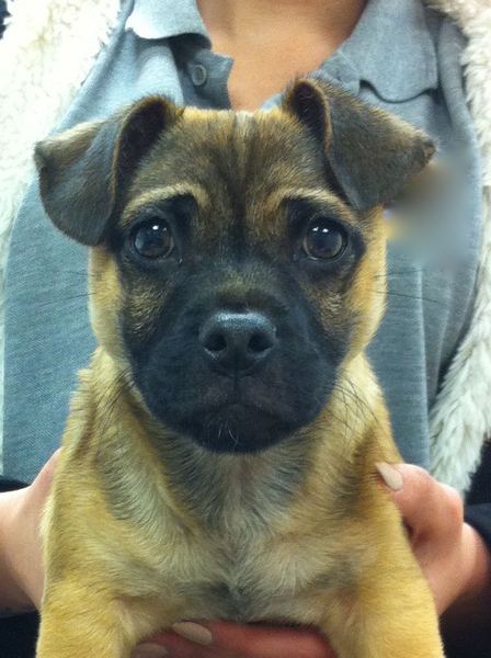 10 Ways To Be An Awesome Dog Owner!