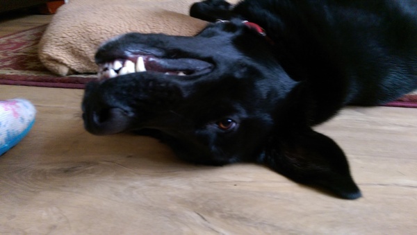 To ask you to share your slightly less than beautiful but much-loved pet pics