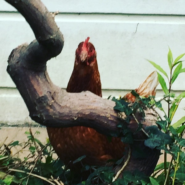 The Friendly Frugaleers, figuring out our finances with furry feline photos!