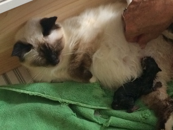 Ye gods, my cats gone and got herself knocked up