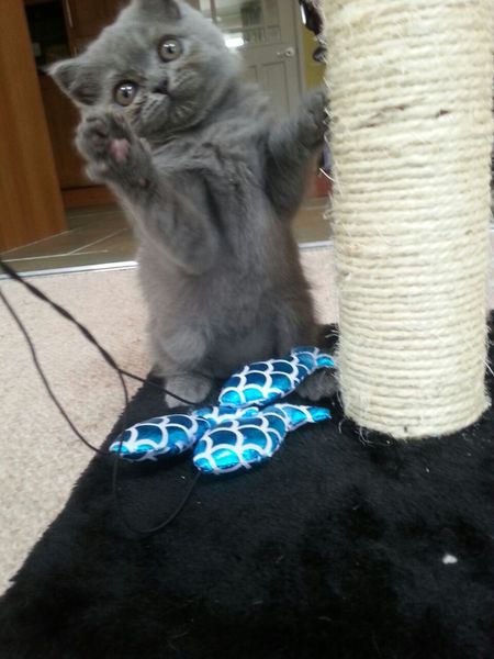 kitten pictures this way- please from an orderly que.......!