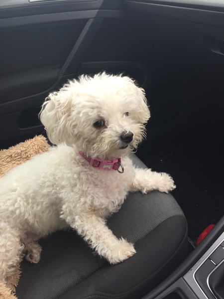 Cushings disease... What to expect