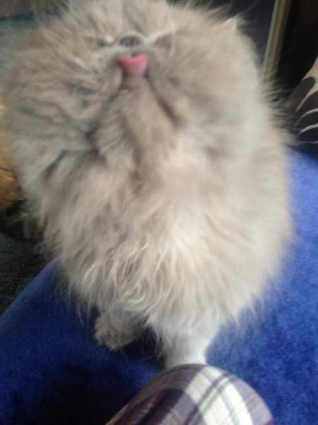To ask you to share your slightly less than beautiful but much-loved pet pics
