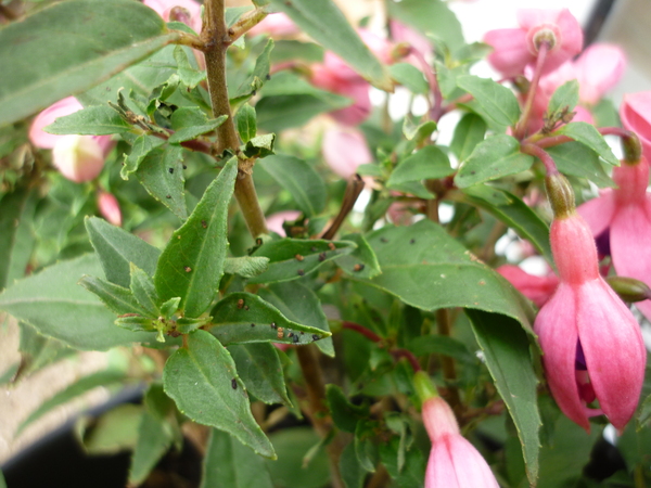 what are the little hard black specs on my fuchsia?