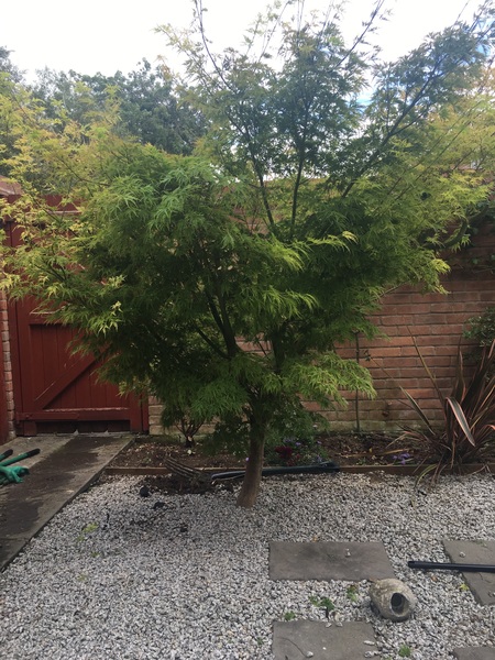 What to do with Aser tree?