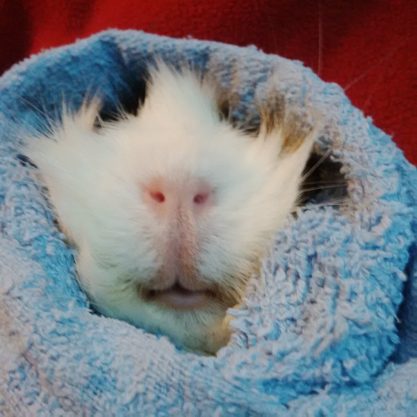 To ask you to share your slightly less than beautiful but much-loved pet pics