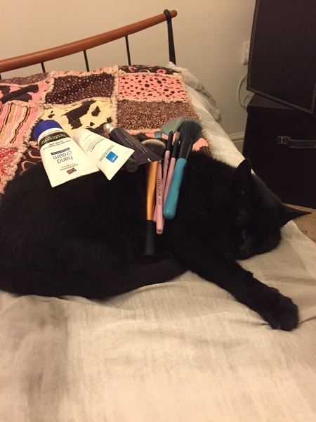 Balancing objects on cats.