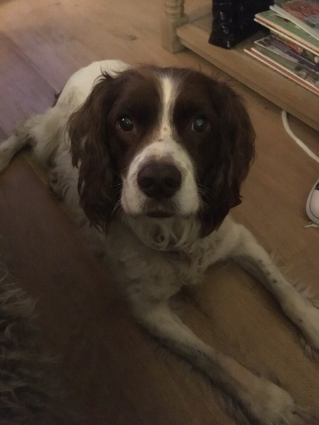 Tell me about your springer spaniels please!