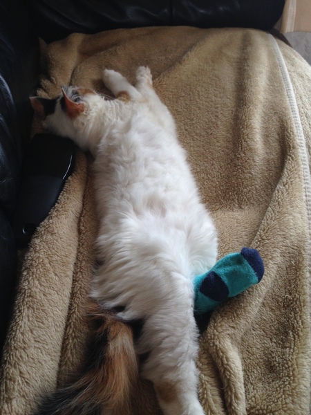 Balancing objects on cats.