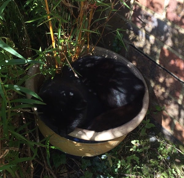 Photos of cats in gardens anyone?