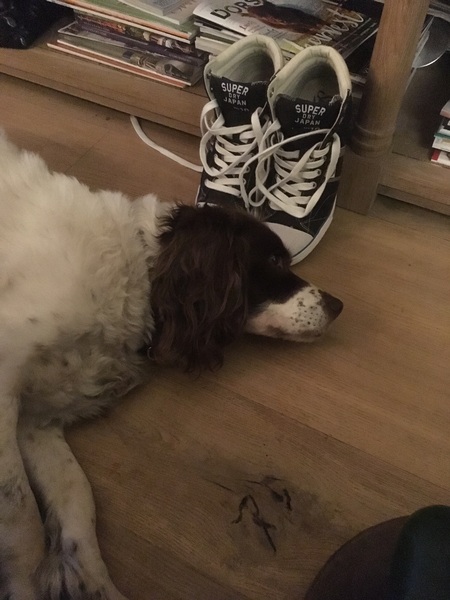 Tell me about your springer spaniels please!