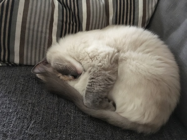 Cat photo thread!