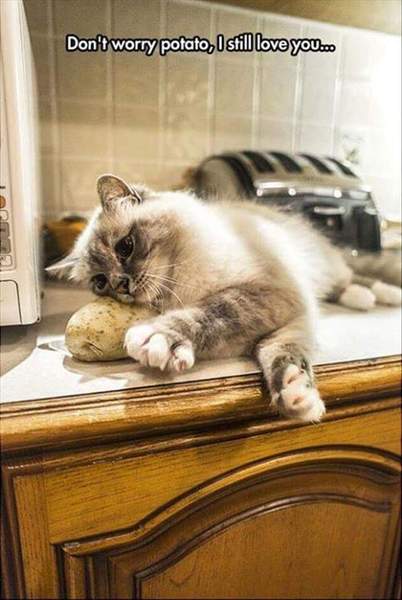 I really fucking love cats!!