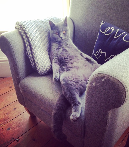 Cat photo thread!