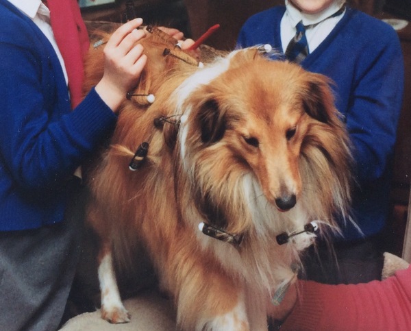 To ask you to share your slightly less than beautiful but much-loved pet pics