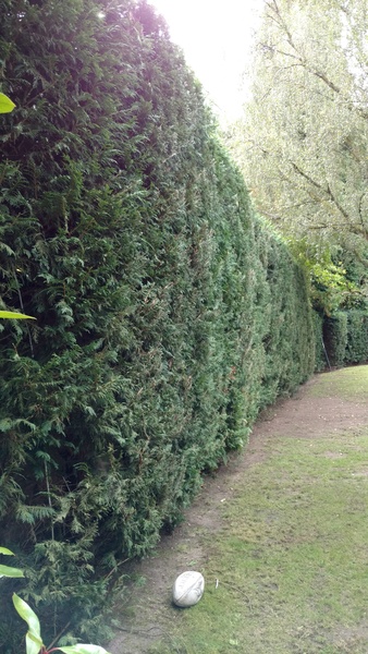 Neighbour issues - hedge problems!