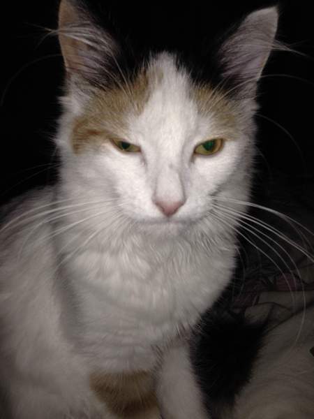 To ask you to share your slightly less than beautiful but much-loved pet pics