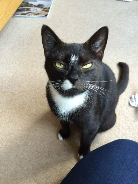 Adopting a cat- advice on settling her in