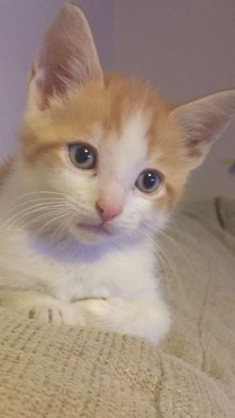 I really fucking love cats!!