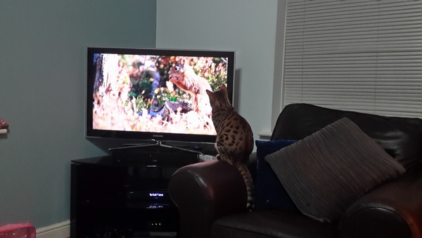 Cat photo thread!