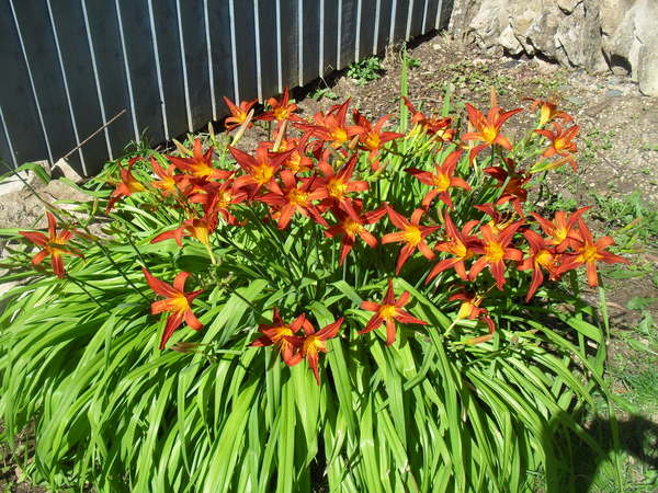 What plants make you heart sing?