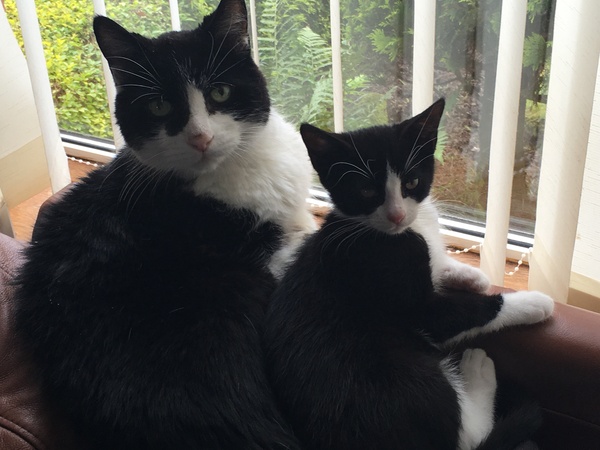 New kittens! How do we introduce them to our existing cat?