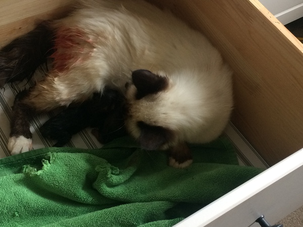 Ye gods, my cats gone and got herself knocked up