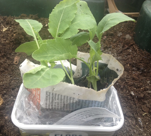 Allotment/Veg Patch Thread 6 -  Weed 'em and Reap!