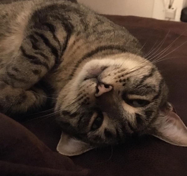 Cat photo thread!
