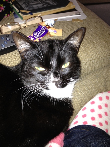 To ask you to share your slightly less than beautiful but much-loved pet pics