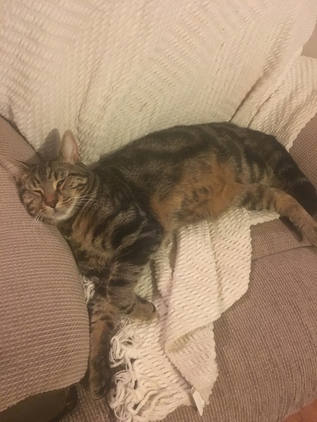 Cat photo thread!
