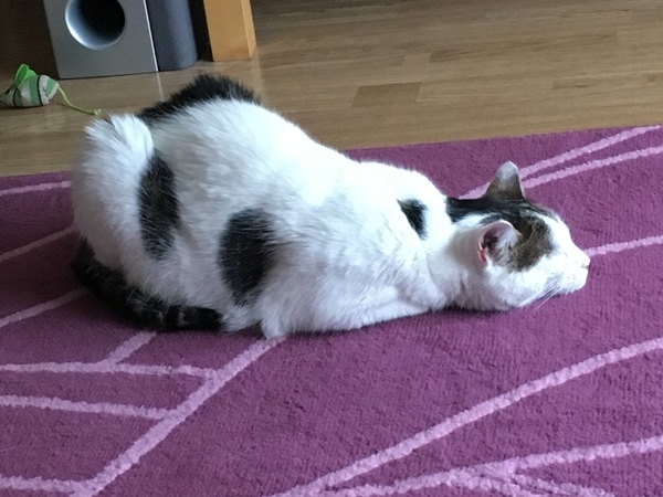 Sorry: cat poo soft