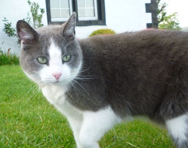 Just phoned the vet to have poor kitty PTS and feel like shit