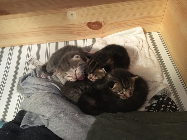 Ye gods, my cats gone and got herself knocked up