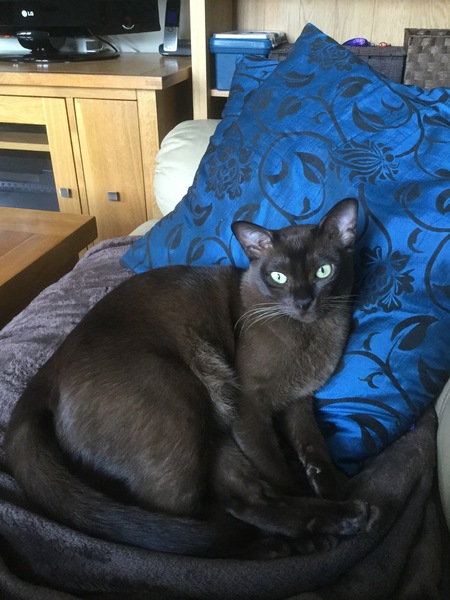 To ask you to share your slightly less than beautiful but much-loved pet pics